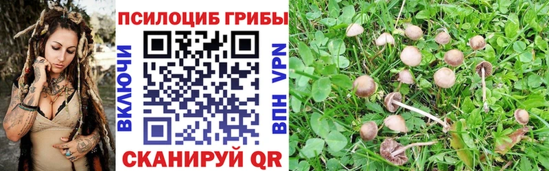 Галлюциногенные грибы Psilocybine cubensis Полярный